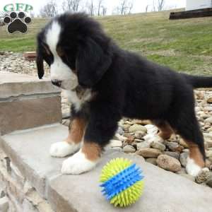 Teddy, Bernese Mountain Dog Puppy