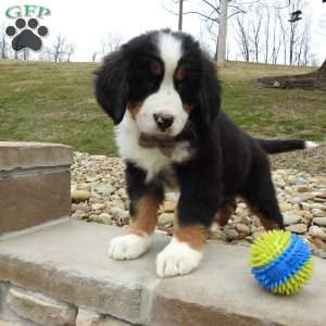 Teddy, Bernese Mountain Dog Puppy