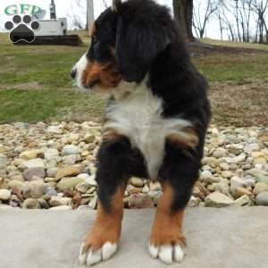 Oakly, Bernese Mountain Dog Puppy