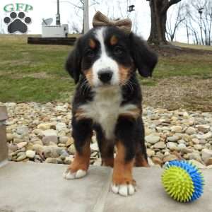 Oakly, Bernese Mountain Dog Puppy