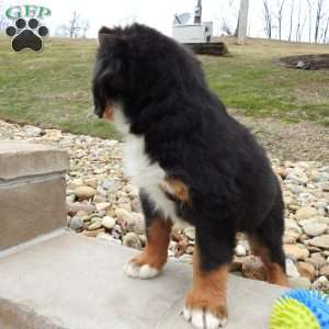 Oakly, Bernese Mountain Dog Puppy