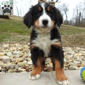 Oakly, Bernese Mountain Dog Puppy