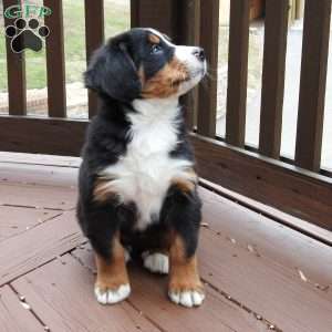 Oakly, Bernese Mountain Dog Puppy