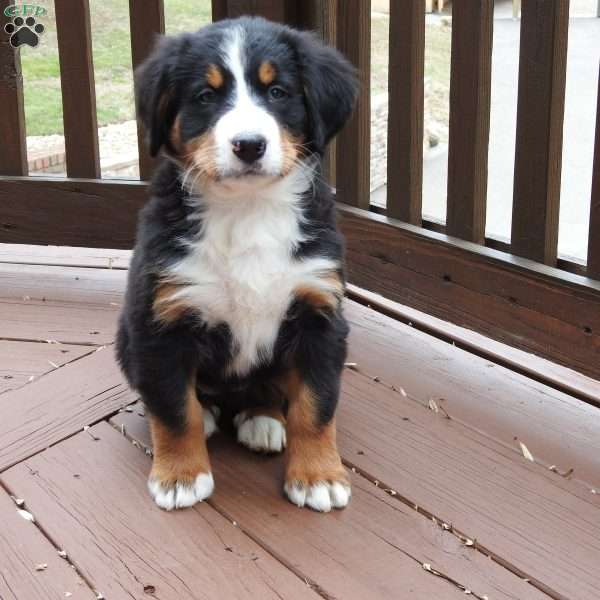 Oakly, Bernese Mountain Dog Puppy