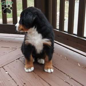 Oakly, Bernese Mountain Dog Puppy