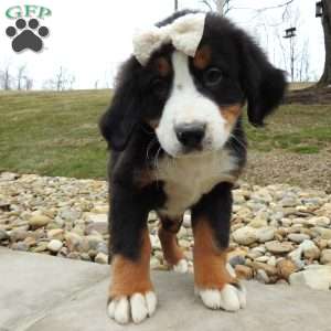 Holly, Bernese Mountain Dog Puppy