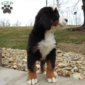 Holly, Bernese Mountain Dog Puppy