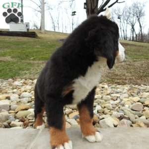 Holly, Bernese Mountain Dog Puppy