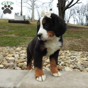 Holly, Bernese Mountain Dog Puppy