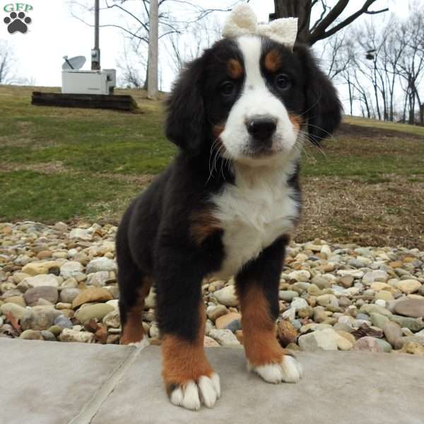 Holly, Bernese Mountain Dog Puppy