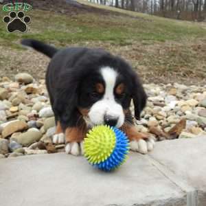 Holly, Bernese Mountain Dog Puppy