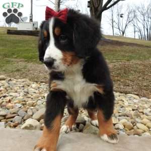 Basel, Bernese Mountain Dog Puppy