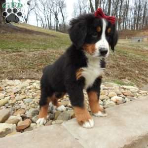 Basel, Bernese Mountain Dog Puppy