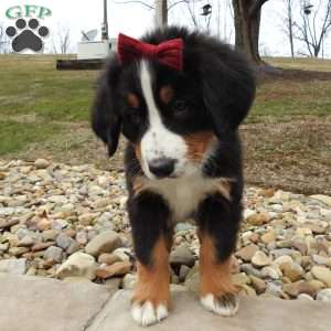 Basel, Bernese Mountain Dog Puppy