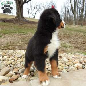 Basel, Bernese Mountain Dog Puppy