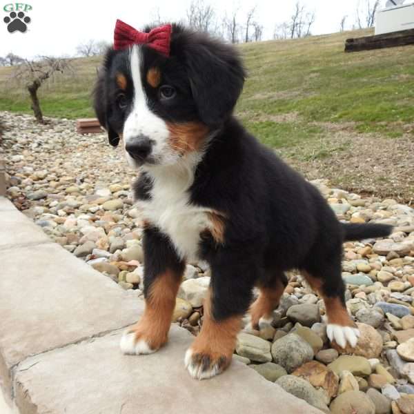 Basel, Bernese Mountain Dog Puppy