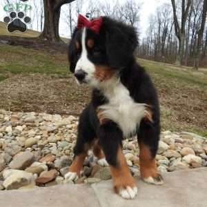 Basel, Bernese Mountain Dog Puppy