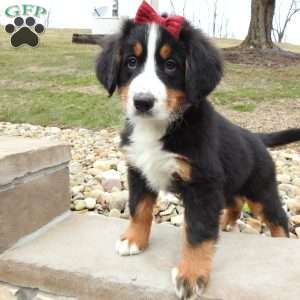 Basel, Bernese Mountain Dog Puppy