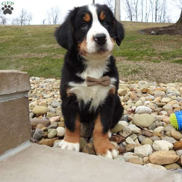 Monte, Bernese Mountain Dog Puppy