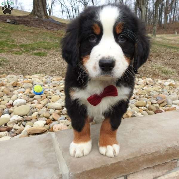 Wesson, Bernese Mountain Dog Puppy