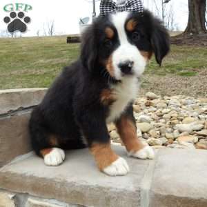 Zephyr, Bernese Mountain Dog Puppy