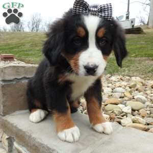 Zephyr, Bernese Mountain Dog Puppy