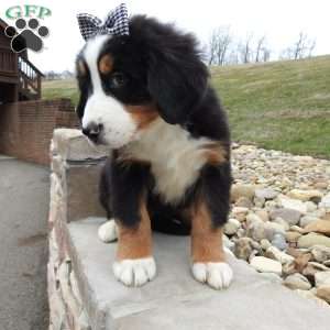 Zephyr, Bernese Mountain Dog Puppy