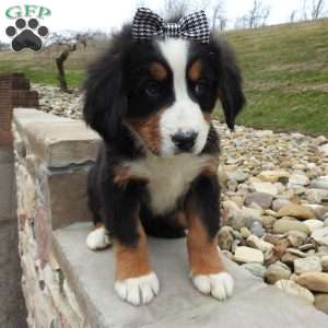 Zephyr, Bernese Mountain Dog Puppy
