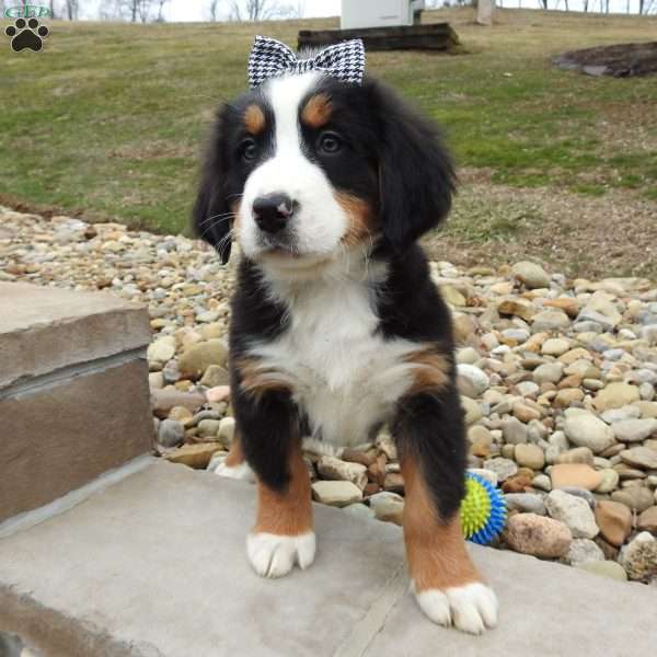 Zephyr, Bernese Mountain Dog Puppy