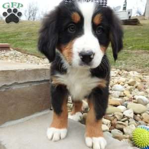Zephyr, Bernese Mountain Dog Puppy