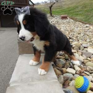 Zephyr, Bernese Mountain Dog Puppy
