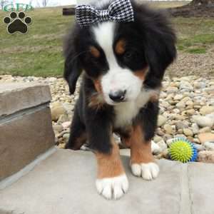 Zephyr, Bernese Mountain Dog Puppy