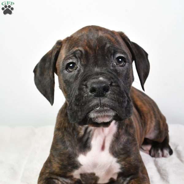 Hazel, Boxer Puppy