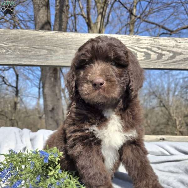 Buddy, Newfypoo Puppy