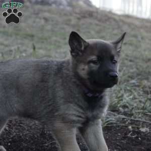 Bailey, German Shepherd Mix Puppy