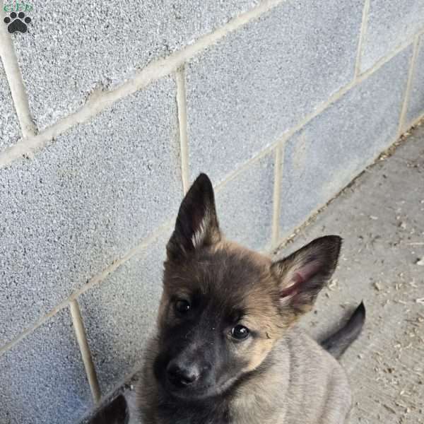 Bailey, German Shepherd Mix Puppy