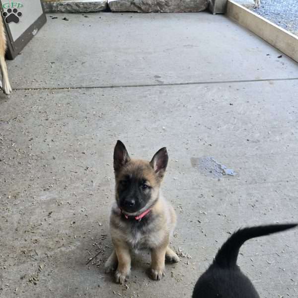 Bella, German Shepherd Mix Puppy