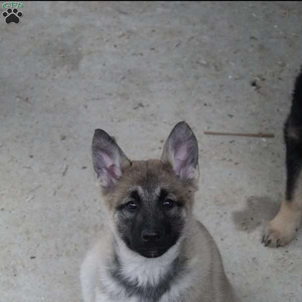 Bella, German Shepherd Mix Puppy