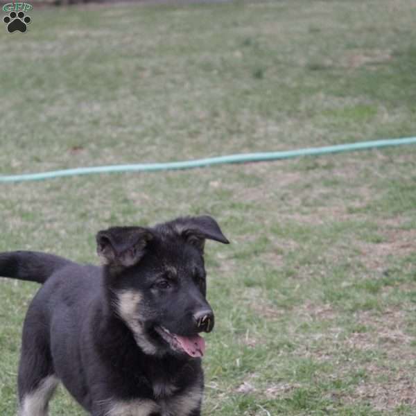 Blessing, German Shepherd Mix Puppy