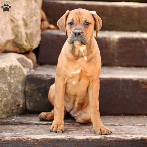 Candy, Boxador Puppy