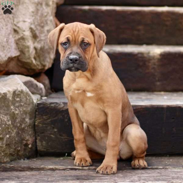 Courtney, Boxador Puppy