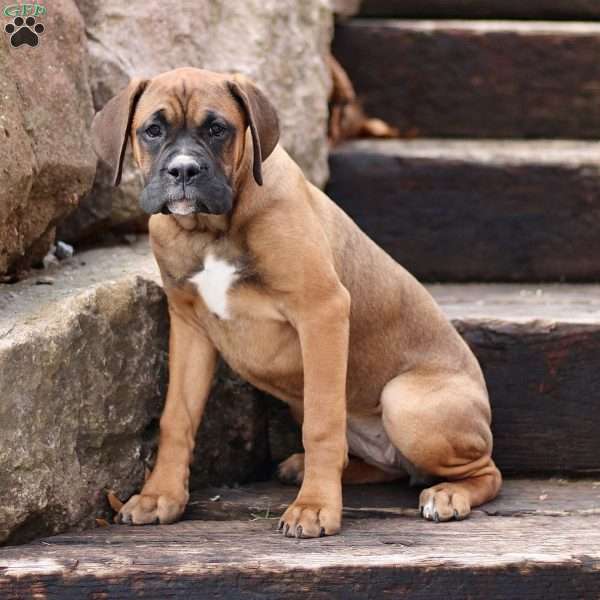 Candra, Boxador Puppy