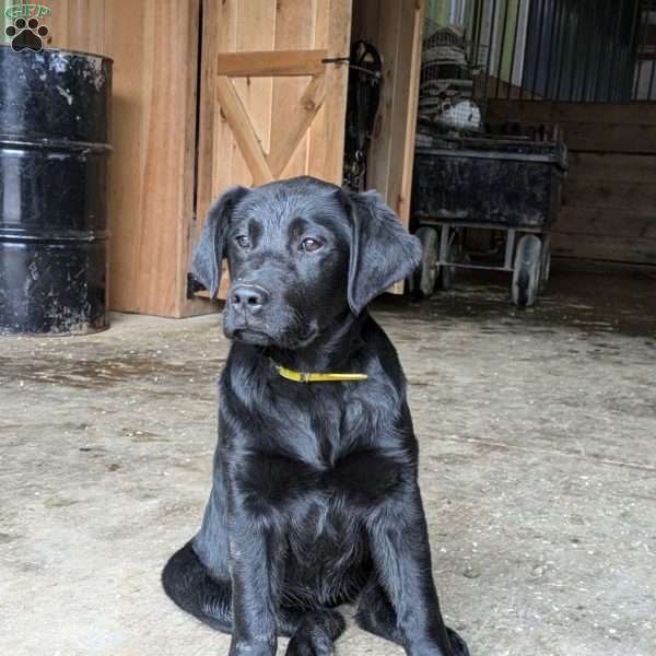 Silver, Golden Labrador Puppy