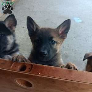 Bailey, German Shepherd Mix Puppy