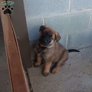 Bear, German Shepherd Mix Puppy