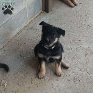 Blessing, German Shepherd Mix Puppy