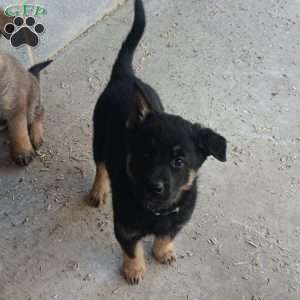 Bruno, German Shepherd Mix Puppy