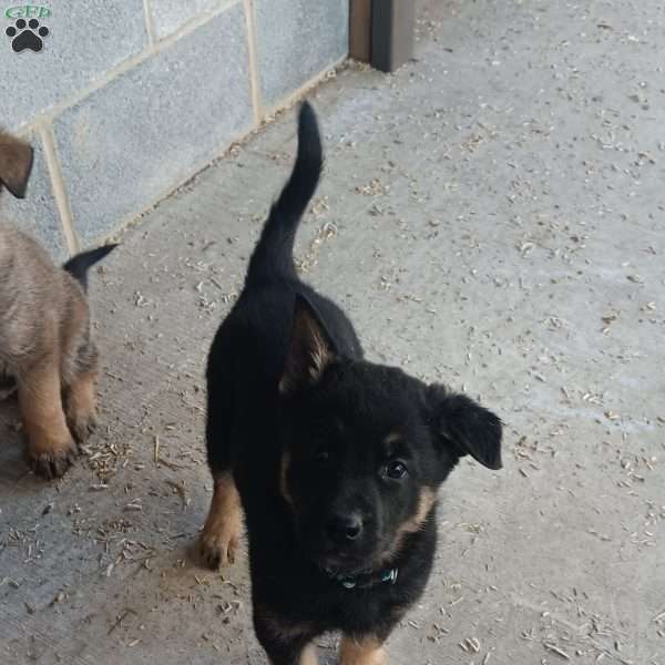 Bruno, German Shepherd Mix Puppy