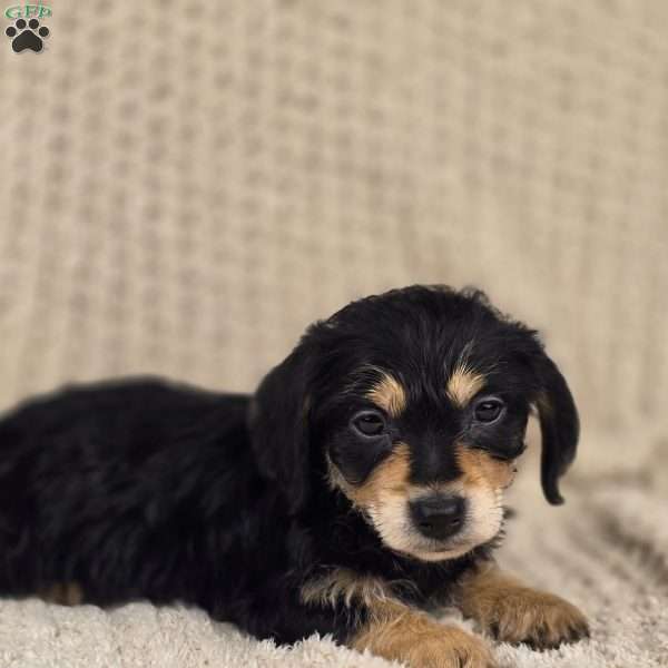 Gracie, Dachshund Puppy