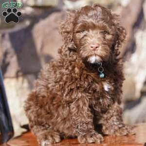 Liberty, Portuguese Water Dog Puppy